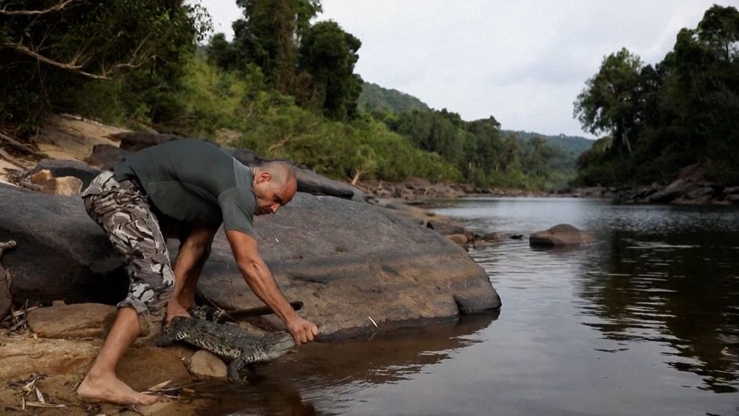 Video. El cocodrilo siamés regresa a la naturaleza en Camboya
