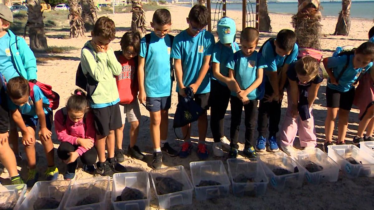 Video. Liberadas 22 tortugas en el Mediterráneo
