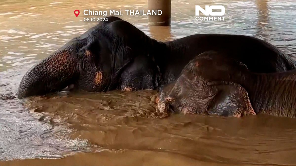 Video. Los elefantes son víctimas de las inundaciones en Tailandia
