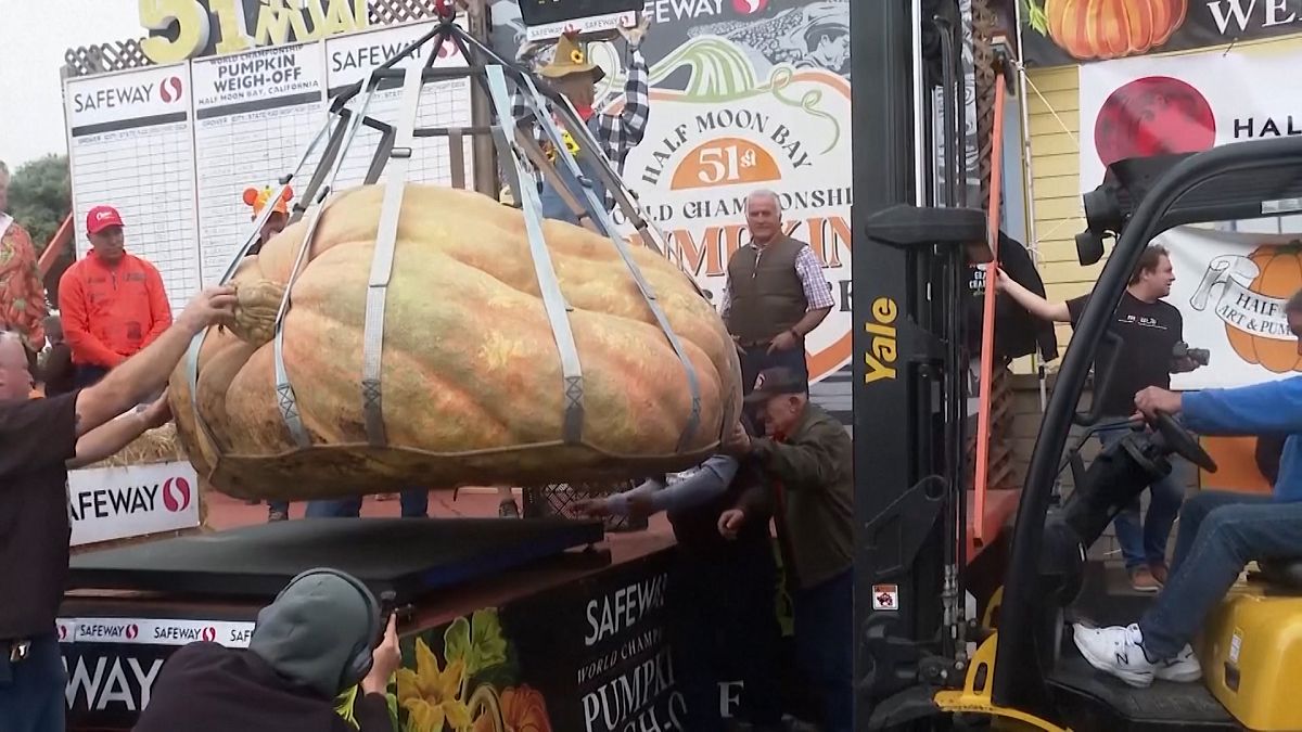 Video. Sin comentarios: las calabazas gigantes de California
