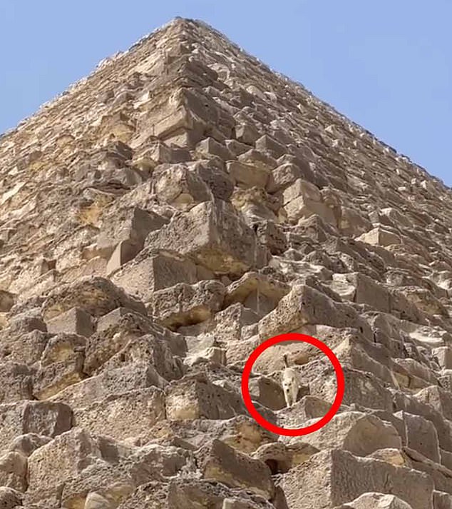 Un perro que fue noticia esta semana cuando fue visto merodeando cerca de la cima de la Gran Pirámide de Giza fue visto descendiendo casualmente del hito.