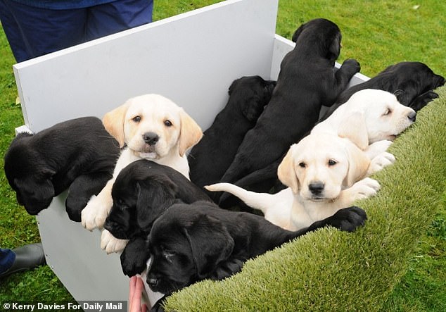 Como cualquier madre orgullosa, Yuko la Labrador está feliz de mostrar su camada de nueve preciosos cachorros. Pero este grupo es muy especial, ya que Yuko es el primer perro japonés que tiene una camada de cachorros de perro guía en el Reino Unido.