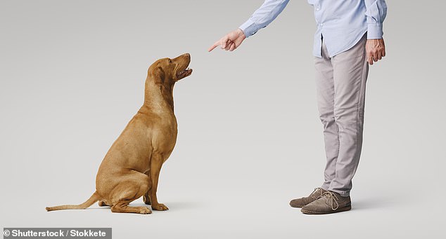 La forma en que te criaron tus padres podría influir en la forma en que tratas a tu perro, según una nueva investigación (imagen de archivo)