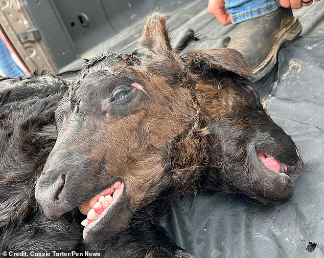 No, no estás viendo doble: ¡esta vaca realmente tiene dos cabezas! La vaca mutante nació en un lugar lejano de Kentucky con dos cabezas, incluidos cuatro ojos y orejas, y dos bocas y narices.