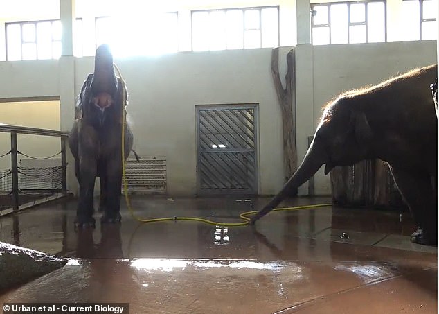 Los cuidadores del zoológico de Berlín quedaron asombrados al presenciar a un elefante asiático haciéndole una broma a su amigo. El elefante, llamado Anchali (derecha), saboteó la ducha de su amiga Mary (izquierda) levantando y retorciendo la manguera para interrumpir el flujo de agua.