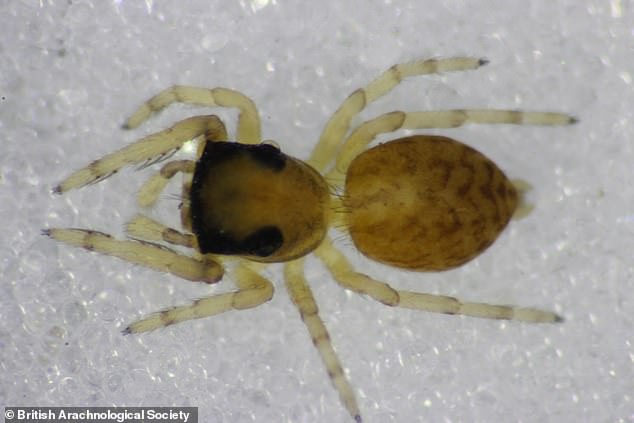 Las encuestas realizadas por la sociedad muestran que el sitio de Suffolk alberga la friolera de 55 especies diferentes. Eso incluye 12 que se cree que son raras o aterradoras a nivel nacional, y una especie (en la foto) de araña saltadora que nunca antes se había visto en la costa de Suffolk.