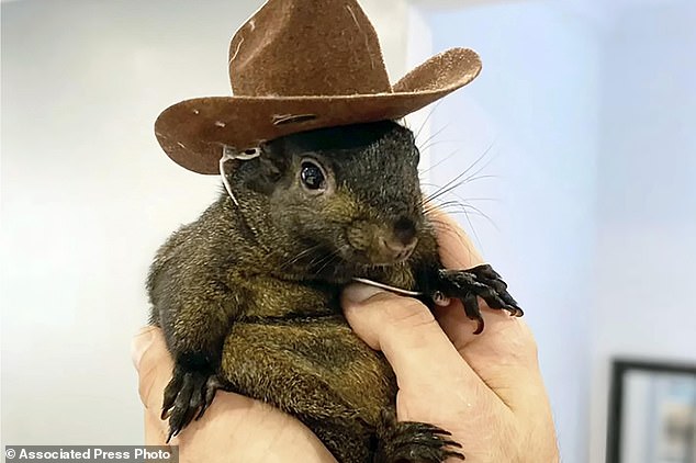 Mark Longo muestra su mascota, la ardilla Peanut, que fue incautada por agentes del Departamento de Conservación Ambiental del estado, en la casa de Longo en la zona rural de Pine City, Nueva York.