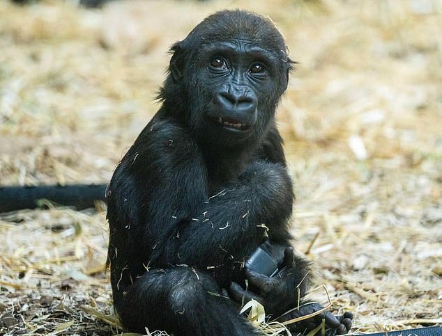 Eyare, una gorila de las tierras bajas occidentales hembra de 2 años, murió el miércoles después de que un miembro del Wilder Institute-Calgary Zoo abriera la puerta incorrecta del recinto, golpeando al animal bebé y causándole lesiones traumáticas en la cabeza.