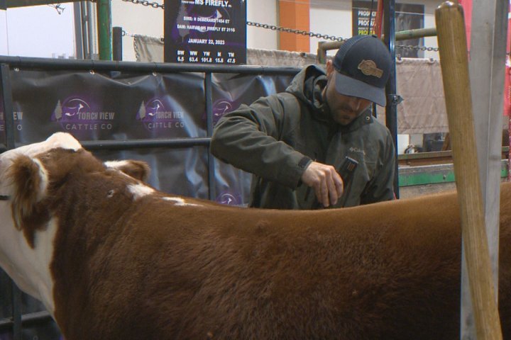 Canadian Western Agribition regresa a Regina
