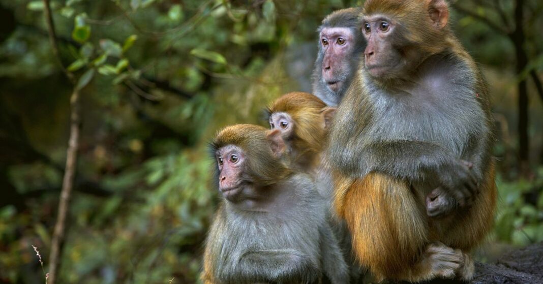 Caos entre monos en Carolina del Sur después de que 43 primates escaparan de un centro de investigación
