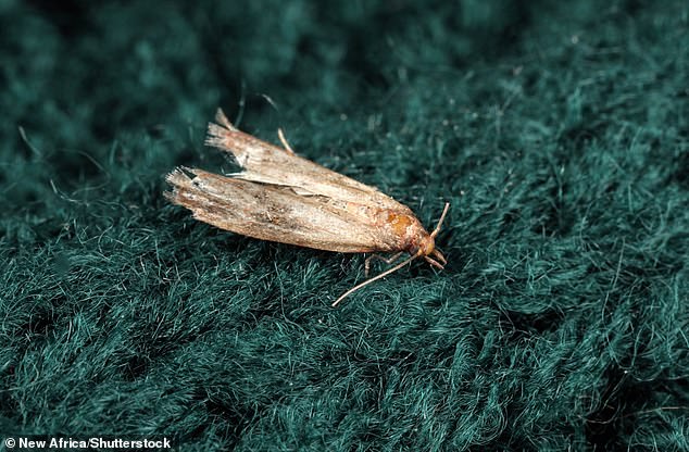 La polilla común de la ropa (Tineola bisselliella, en la foto) se alimenta de lana y fibras naturales como cachemira, tweed, piel de oveja y pieles.