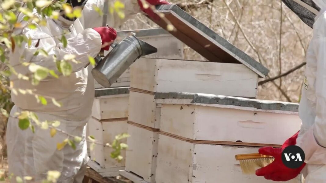 Cómo la apicultura ayuda a las comunidades a afrontar el cambio climático en Kenia
