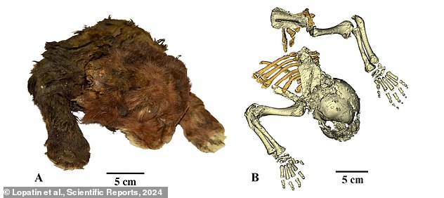 Los científicos han descubierto un gatito con dientes de sable perfectamente conservado (en la foto) enterrado en el permafrost siberiano 37.000 años después de su muerte.