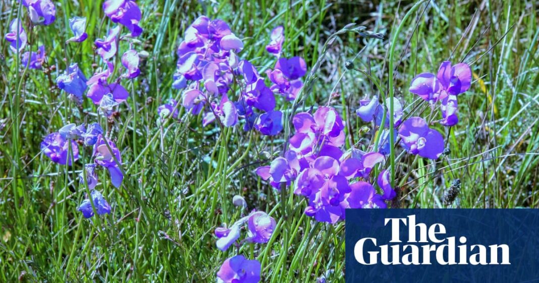 Diablos azules puntiagudos y lirios de chocolate: los pastizales victorianos están llenos de flores silvestres después del 'reinicio' ecológico
