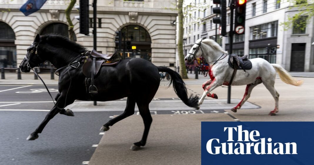 El caballo blanco que se escabulló entre el tráfico de Londres regresa a sus deberes reales
