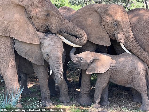 Una familia de elefantes consuela a su cría durante una siesta bajo un árbol en la Reserva Nacional de Samburu, Kenia