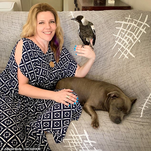 Molly the Magpie y sus mejores amigas Staffordshire Terrier, Peggy y Ruby, podrían separarse una vez más después de que un tribunal anulara la licencia de una pareja de Gold Coast para tener el ave. Juliette Wells aparece en la foto con Molly en su casa.