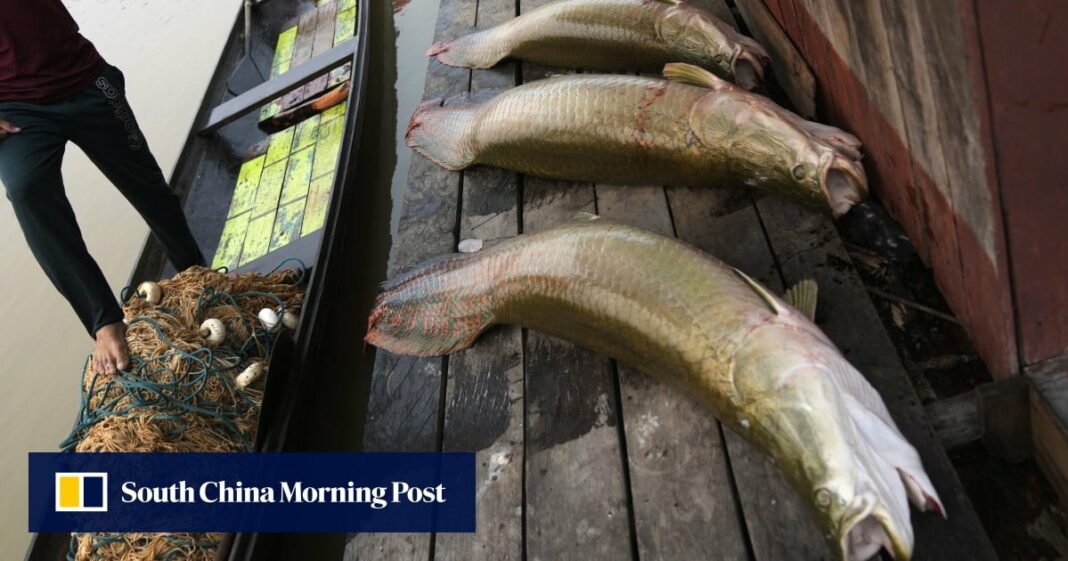 La gigantesca captura de peces del Amazonas amenazada por una grave sequía
