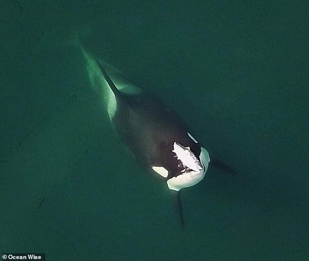 Se ha visto a orcas con peces muertos en la cabeza.