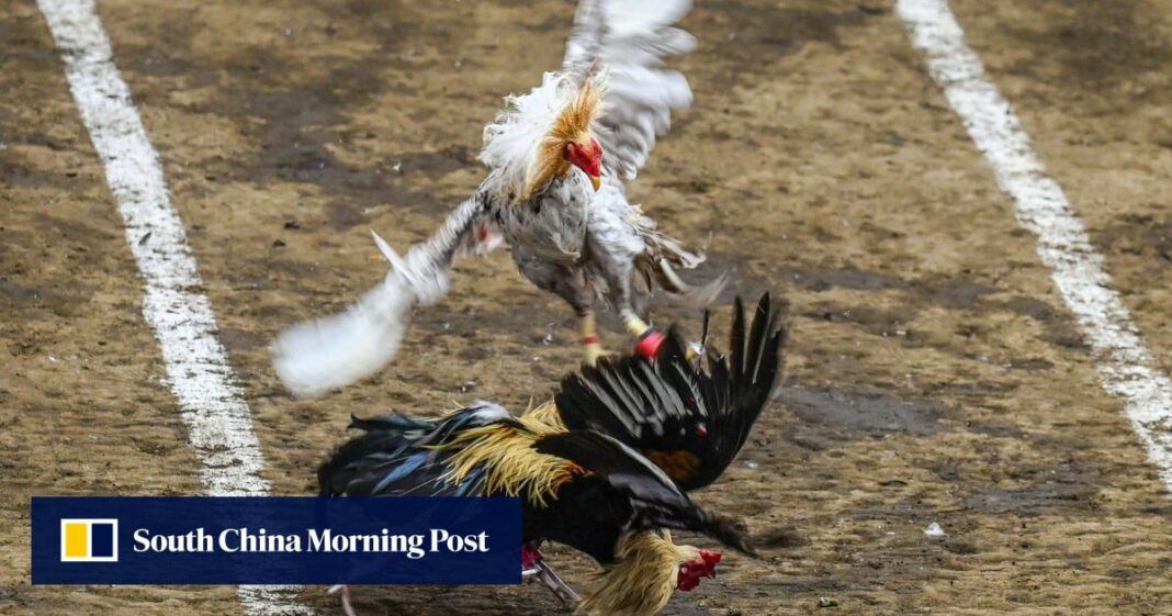 Las peleas de gallos en Filipinas siguen aumentando a pesar de que se alborotan las plumas por la pérdida de empleos
