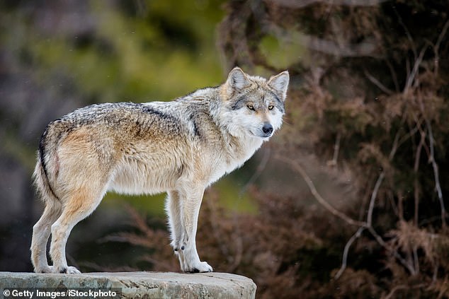 Funcionarios federales y estatales ofrecen una recompensa de hasta $103,500 por información que conduzca al procesamiento de alguien involucrado en la muerte de un lobo mexicano.