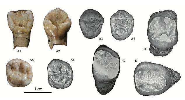 En el lugar se encontraron numerosos dientes, que según los científicos eran mucho más grandes que los de otras especies humanas. El tamaño sugería que eran cazadores y se alimentaban únicamente de carne.