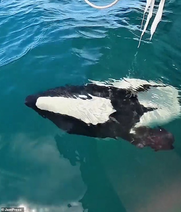 Un raro delfín panda sorprendió a los turistas frente a la costa de la Patagonia, Argentina, con una exhibición lúdica junto a su barco.