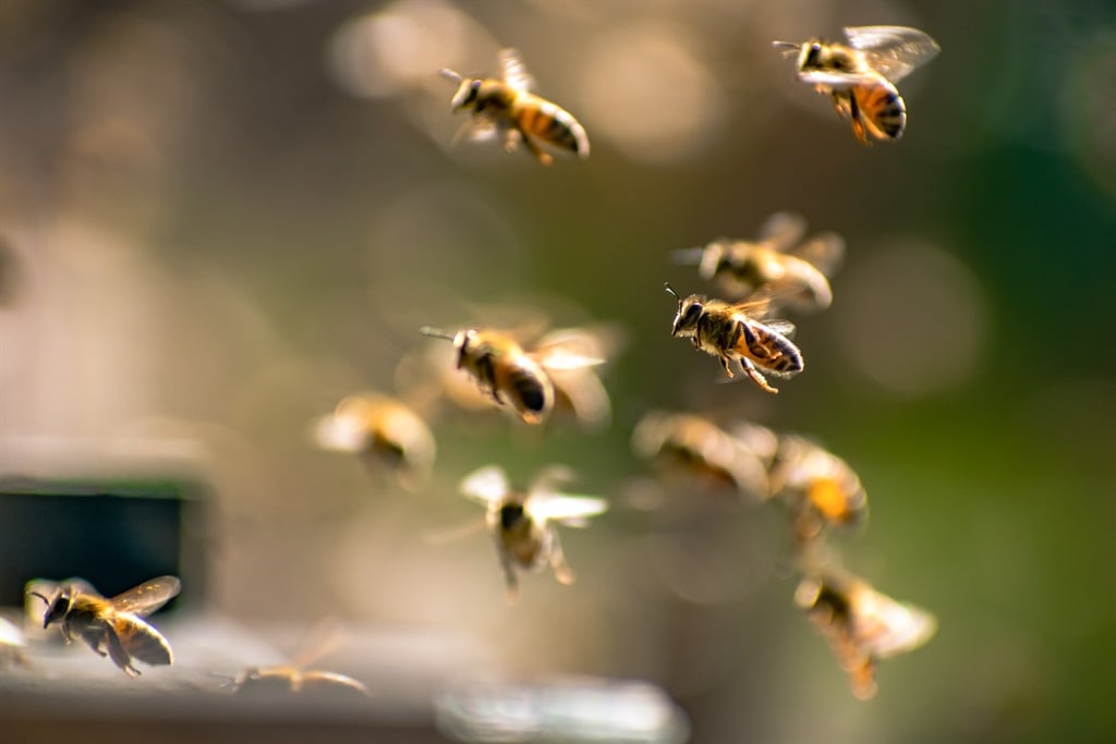 Noticias24 | Las abejas ayudan a abordar el conflicto entre elefantes y humanos en Kenia
