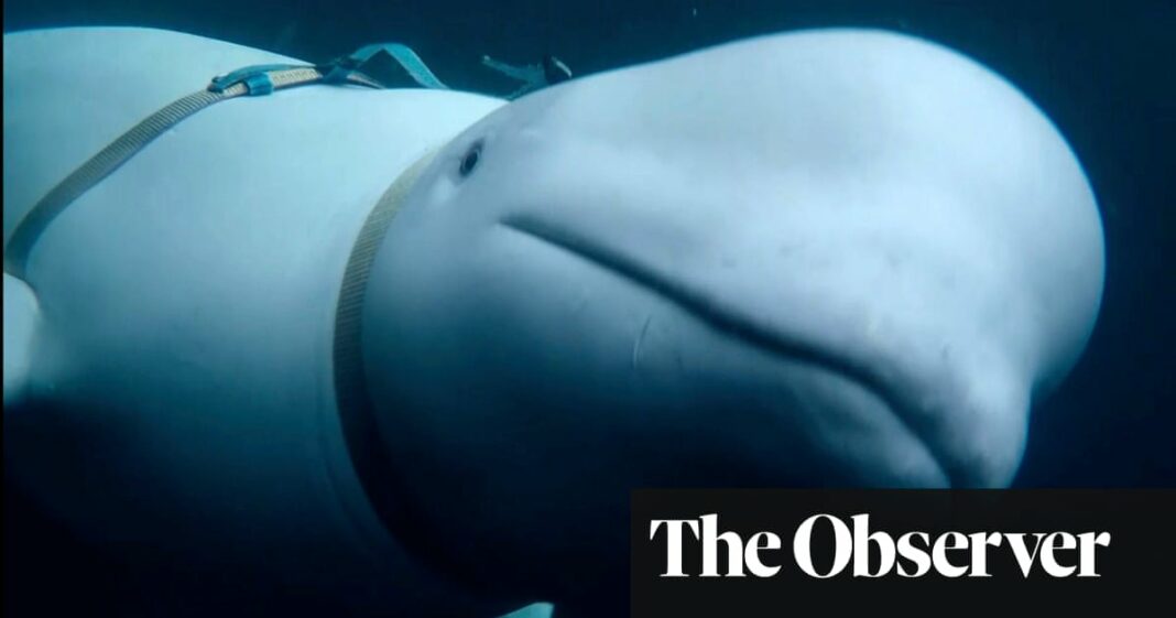 Nueva película desvela el misterio de la 'ballena espía' rusa
