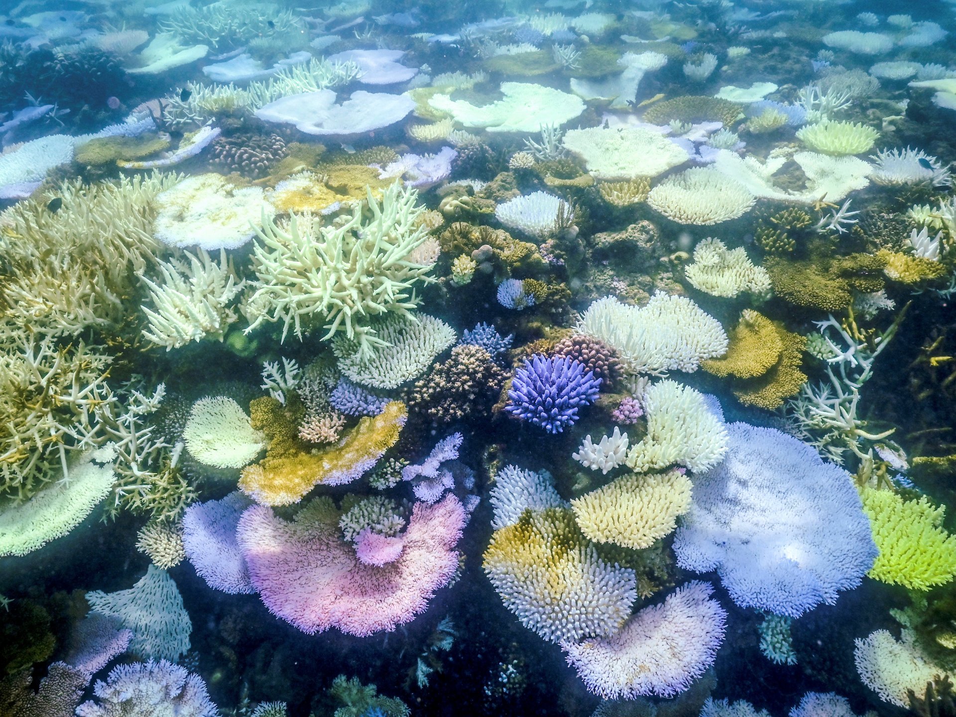 Partes de la Gran Barrera de Coral registran el mayor número de muertes de corales debido al calor y las tormentas
