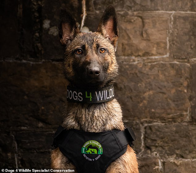 Cuando se trata de buenos perros, esta chica podría ser la mejor. Shinga, un pastor belga malinois criado y entrenado en el Reino Unido, siguió a un cazador furtivo 4,5 kilómetros hasta su propia puerta después de una matanza ilegal de jabalíes en Zimbabue.