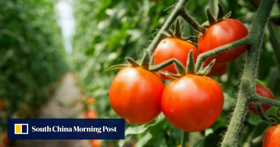 Resumen | Los tomates dulces genéticamente modificados de China y los robots salvavidas de IA: 5 historias científicas importantes
