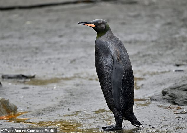 Un pingüino totalmente negro ultra raro ha sido visto en una playa en la isla Georgia del Sur