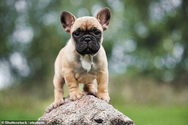 Con sus caras arrugadas y orejas de murciélago, no sorprende que los Bulldogs franceses se hayan convertido en la raza favorita entre las celebridades.