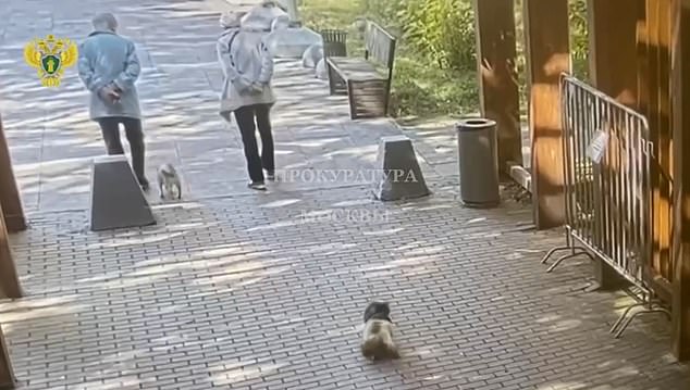 Horribles imágenes de CCTV muestran el momento en que una patinadora arrastró a una jubilada hasta la muerte después de quedar atrapada con la correa de su perro. Este fotograma muestra los momentos previos a que se desarrollara la tragedia.