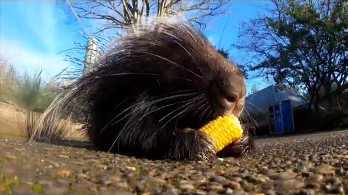 Video. Lindos animales se dan un festín con delicias de Acción de Gracias en el Zoológico de Oregón
