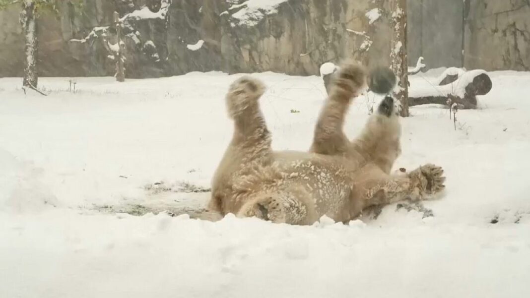 Video. Los animales del zoológico de Chicago en la noche
