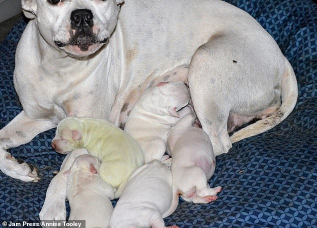 Una pitbull americana blanca llamada Pearl dio a luz recientemente a una camada de cachorros en su casa del condado de Hancock, Mississippi, y uno de ellos nació con el pelaje teñido de verde.