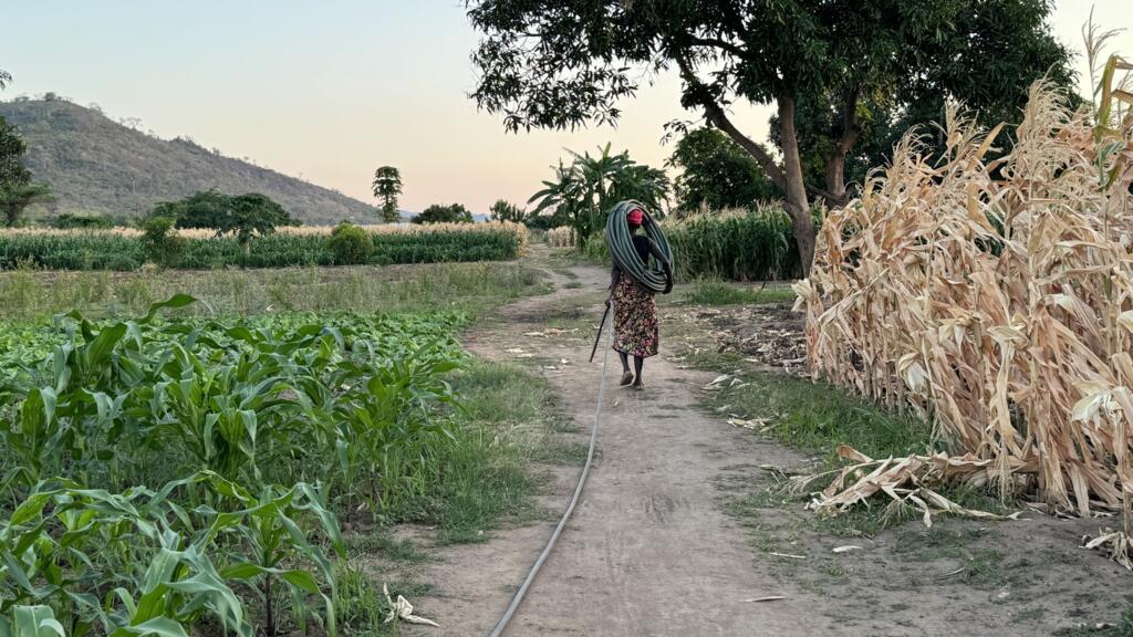 'Ya nada crece': en Malawi, comer se convierte en una lucha diaria debido al cambio climático
