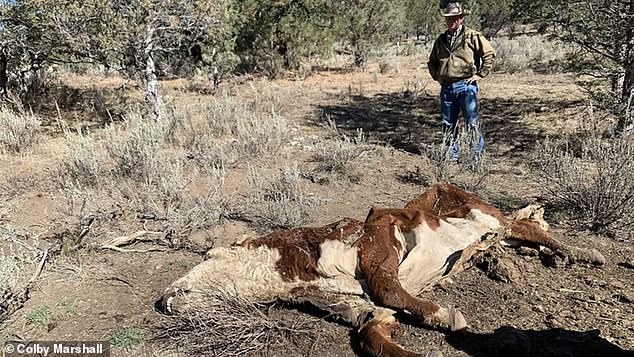 Los extraños casos de ganado que han sido asesinados, cuyos ojos y órganos vitales han sido extirpados con 