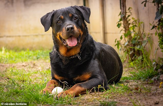 Si tienes un perro grande como un Retriever, un Rottweiler (en la foto) o un Husky siberiano, es probable que tengan un cerebro más pequeño pero una mayor capacidad intelectual.