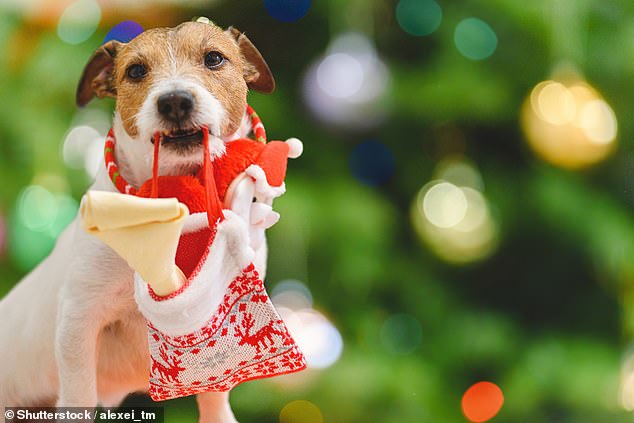 La mitad de las mascotas británicas tendrán su propio calcetín y recibirán un almuerzo de Navidad completo el día 25, según revela una investigación