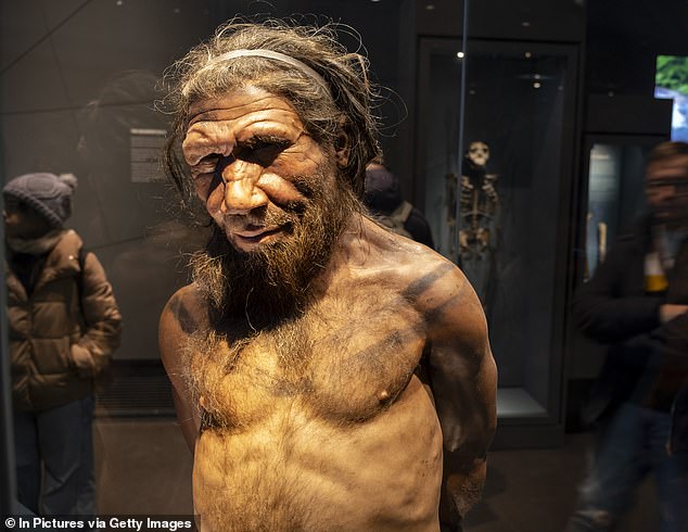 Los neandertales, que ya estaban establecidos en Europa y Asia cuando el homo sapiens abandonó África, tenían narices grandes, una fuerte cresta superciliar de doble arco y cuerpos relativamente cortos y rechonchos.