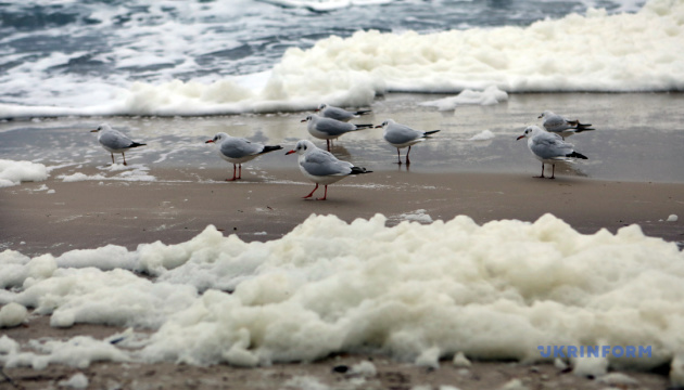 1 portamisiles enemigo en el Mar Negro, pero ningún Kalibr
