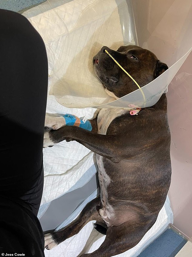 Los dos Staffordshire Bull Terriers de Jess Cowie se enfermaron después de beber agua de un recipiente público para perros en Rockingham Dog Beach (uno de los perros aparece en la foto)