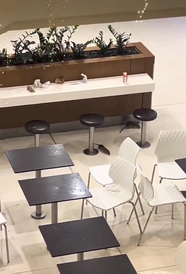 Una 'familia' de ratas fue captada hurgando en busca de comida en impactantes imágenes capturadas en el patio de comidas de Westfield Parramatta, en el oeste de Sydney (en la foto)