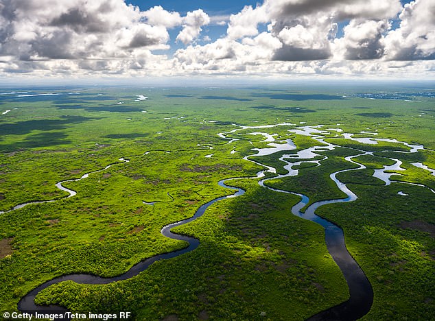 Los Everglades son un enorme humedal en el extremo sur de Florida. Se extiende por 1,5 millones de acres y alberga especies en peligro de extinción como el manatí antillano, el cocodrilo americano y la tortuga boba.