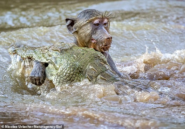 Las fotografías fueron tomadas en el Parque Nacional Tsavo West, Kenia, y muestran al pequeño mono luchando valientemente mientras lo arrastran bajo el agua.