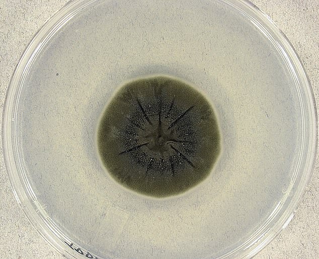 Cladosporium sphaerospermum, un hongo que vive en el lugar del desastre nuclear de Chernobyl, se ha adaptado para 'alimentarse' de niveles de radiación que serían letales para la mayoría de las formas de vida.