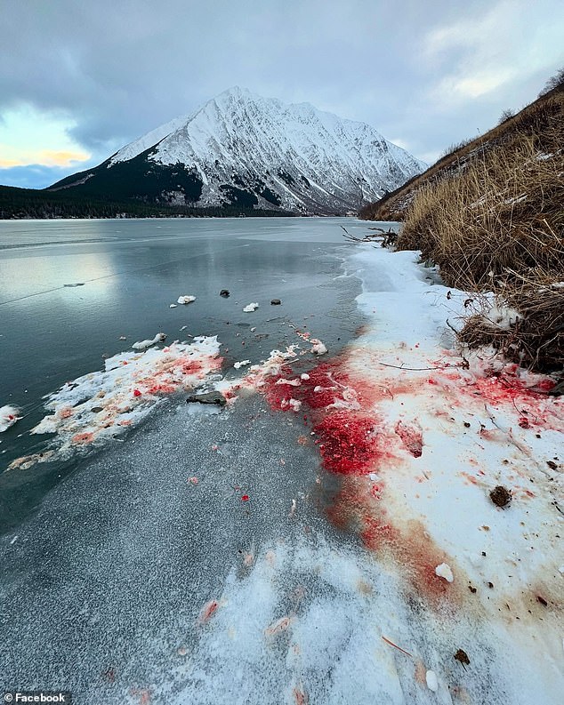 En la foto: La sangrienta escena que Luc Mehl descubrió hace días cuando patinaba sobre hielo en Crescent Lake.